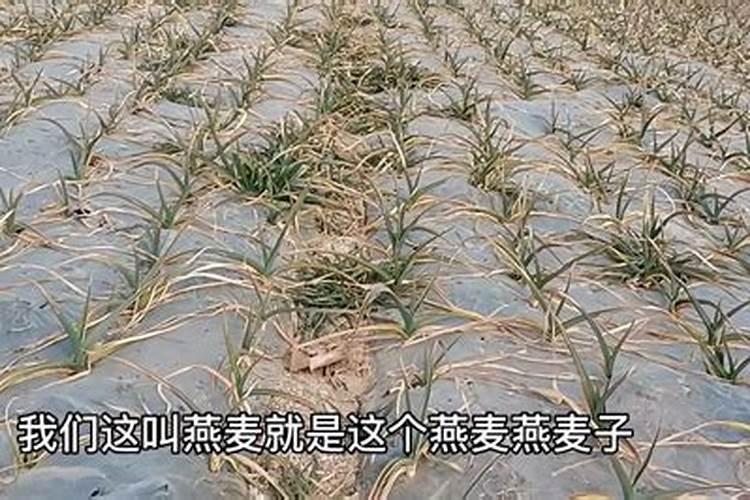 大蒜疫病用什么药效果最好