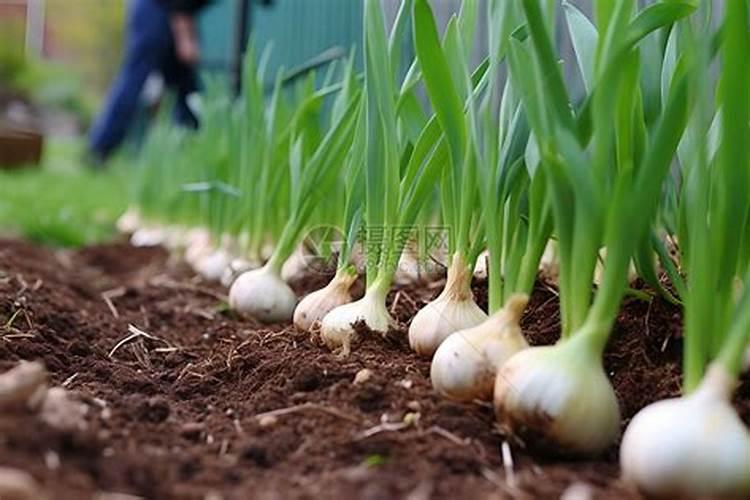 大蒜用什么药拌种最好