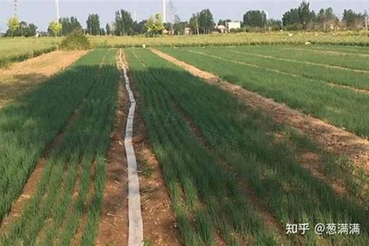 香葱的种植方法和时间
