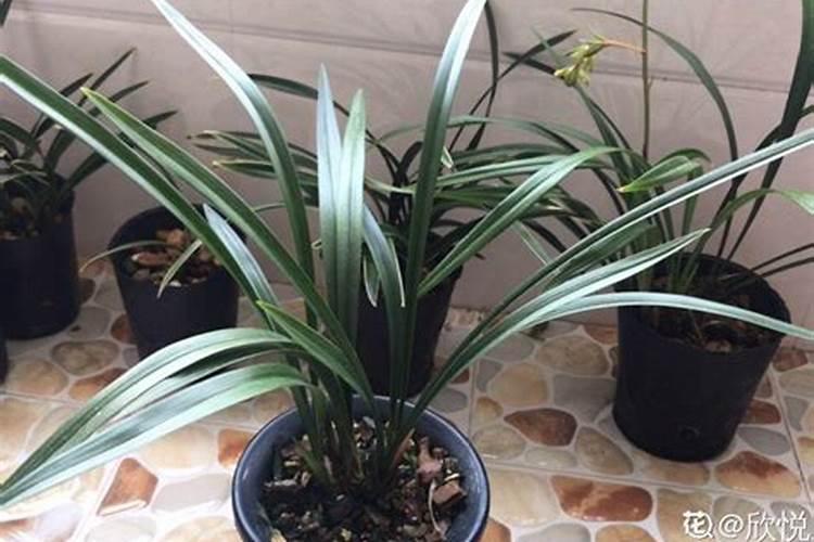 兰草花的种植需要什么肥料 种植兰草花用哪些肥料好