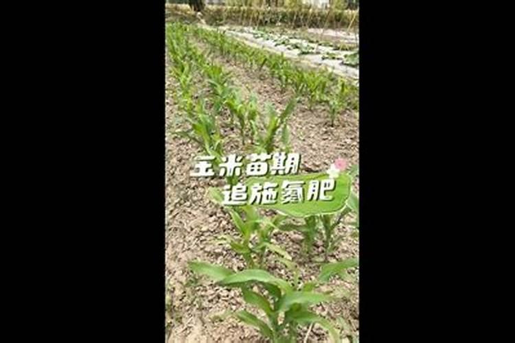 玉米锌肥叶面喷施用量