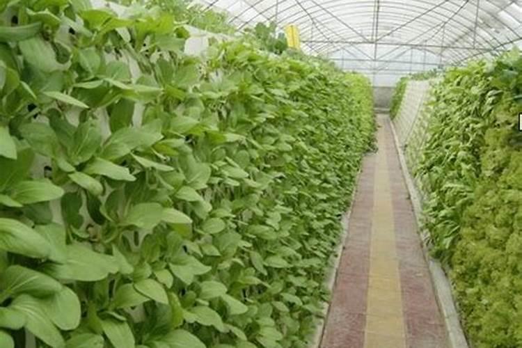 番茄的施肥方法