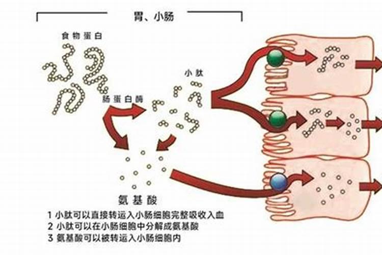 让玉米秸秆粗壮喷施什么叶面肥？