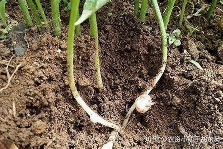 园林养护导致草坪死亡