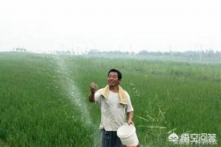水稻肥料最佳配比
