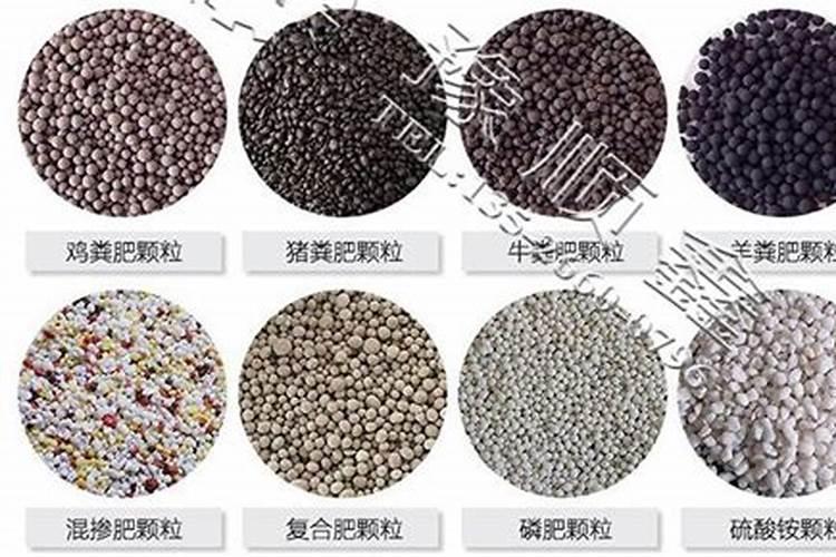 发财树用什么肥料最好