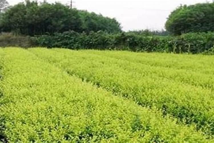 白蜡树磷肥过量怎么办 不长发叉 没有嫩叶 叶片太绿 伸张不开