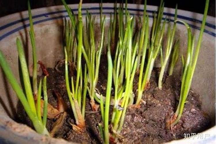 小葱种植后用什么肥做追肥？
