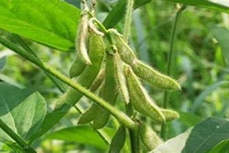 黄豆叶面肥什么时候打好 使用哪些肥料好