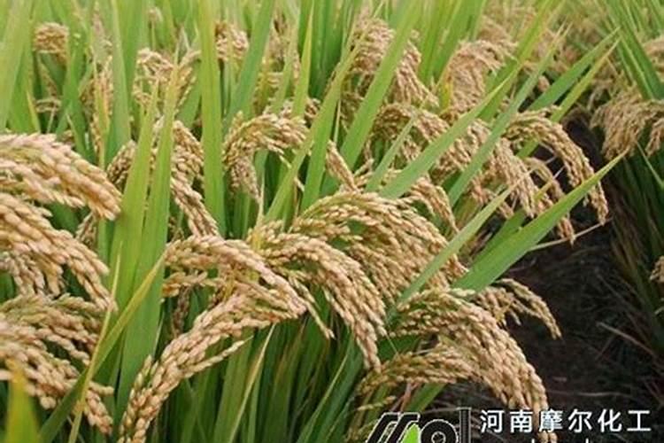 水稻硼肥的作用及使用方法