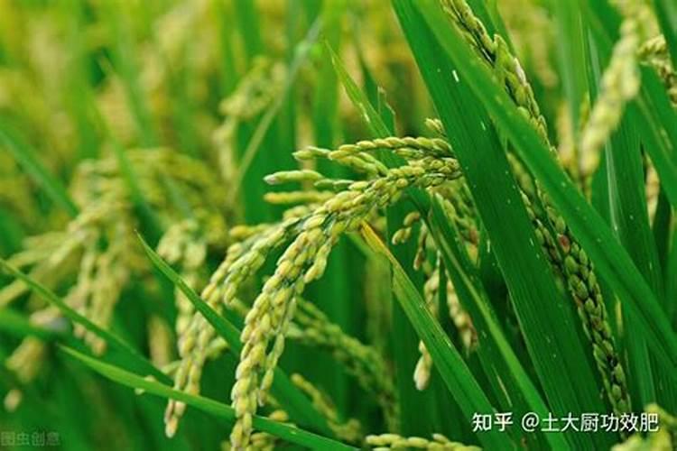 硼肥使用方法与用量