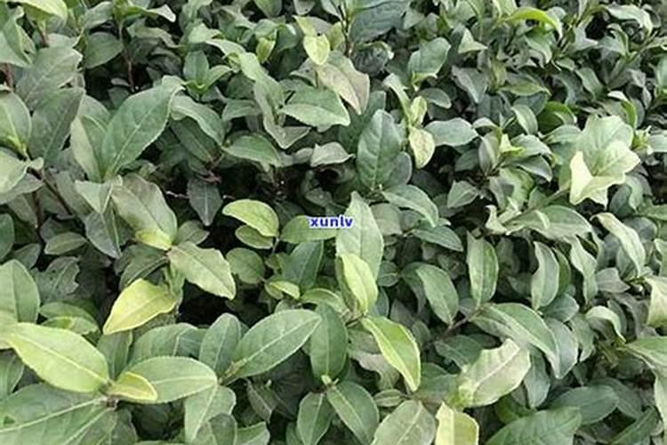 种植茶叶用什么肥料比较好？