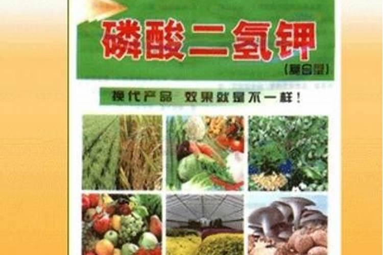 油菜花期如何管理与施肥？