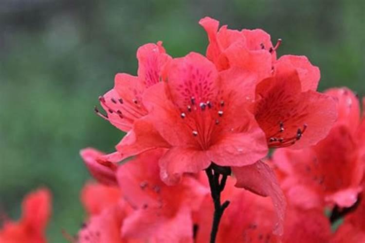 夏季如何给杜鹃花施肥
