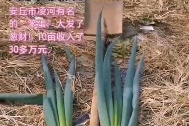 硫酸钾肥可用作旱地淋施红葱吗？对土壤有无副作用？