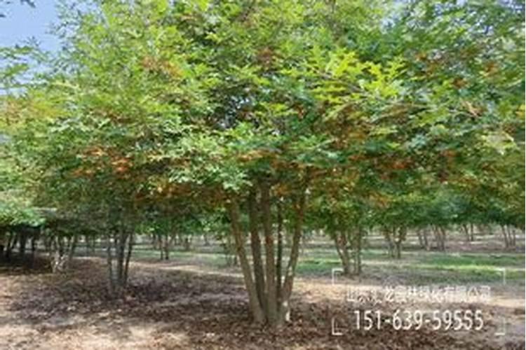 娜塔栎小苗如何种植？娜塔栎种植技术