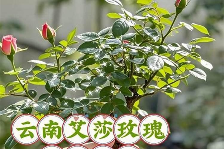 月季花移栽后多久可以施肥