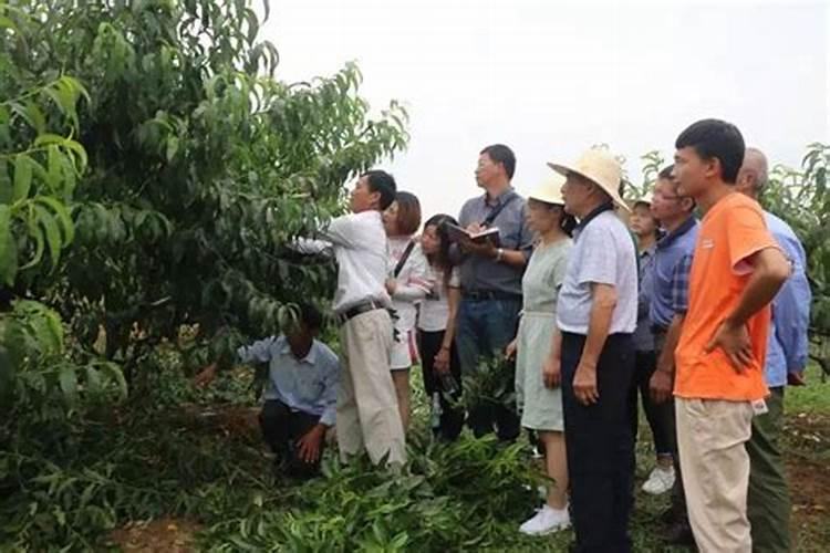 防治桃树缺硼有三招