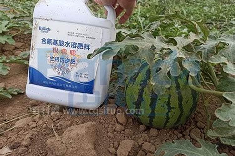 大棚西瓜种植技术 西瓜应该怎么养殖好