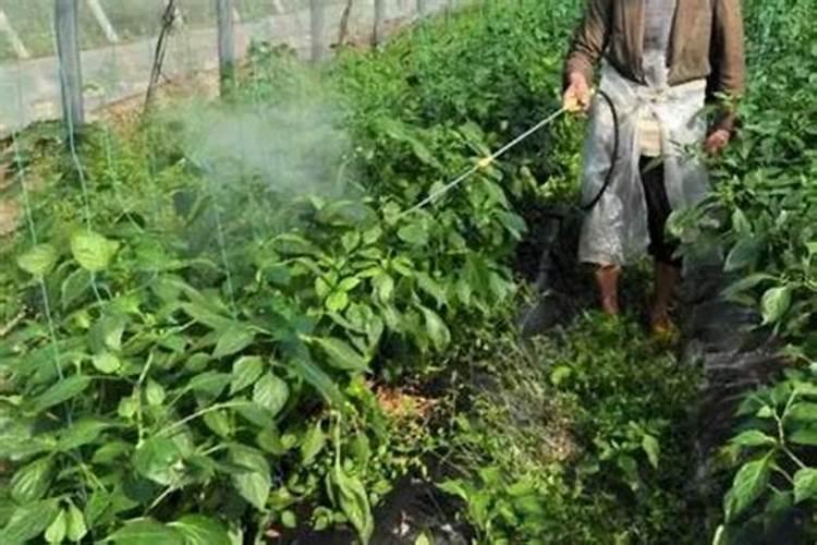 叶面专用肥有哪些种类 哪种叶面肥效果更好