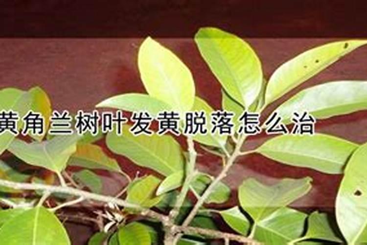 黄角兰叶片发黄原因和处理方法