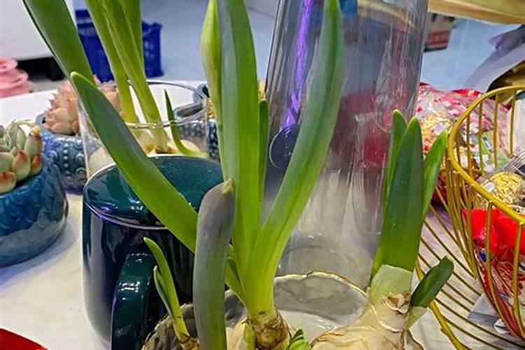 水仙花施肥方法