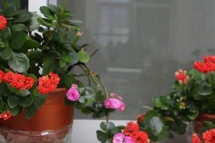 柚子树不开花怎么办
