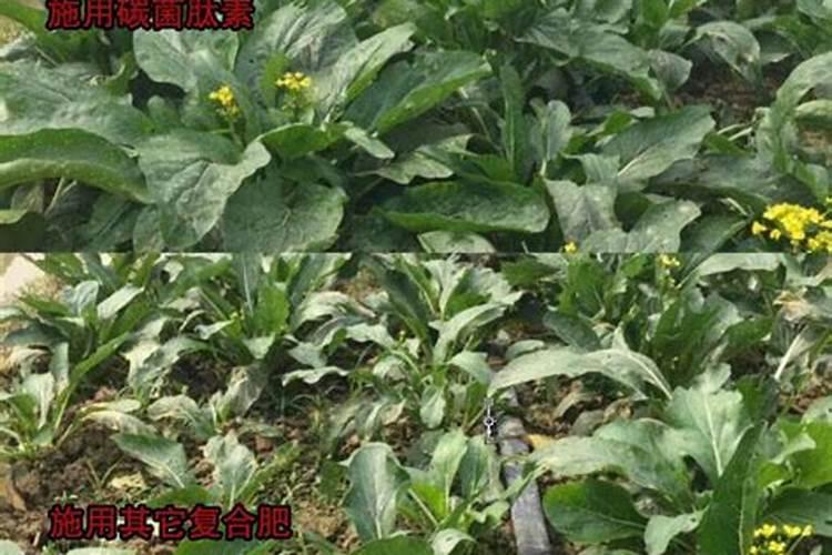 麦子开花半月欠肥料能追肥吗？我的山地麦子缺肥发黄,底肥不足。仅靠