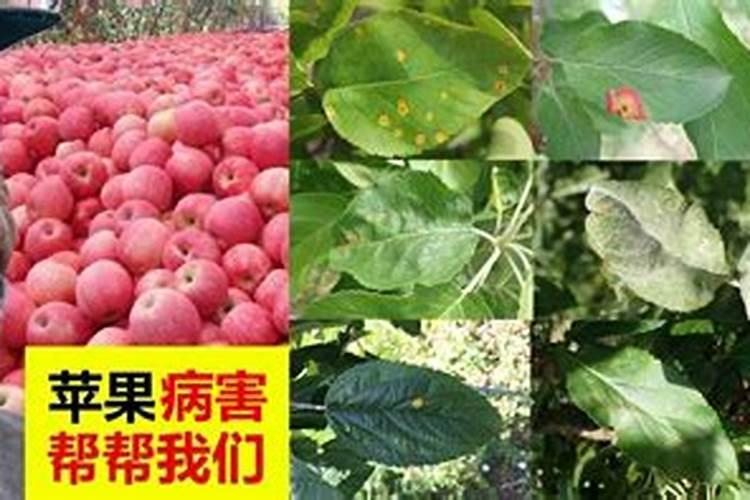 氮肥叶面喷施的浓度