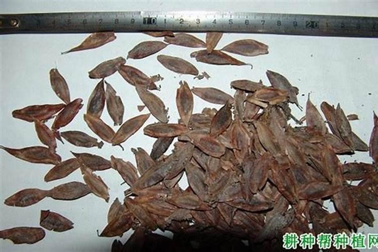 杜仲怎样种植？
