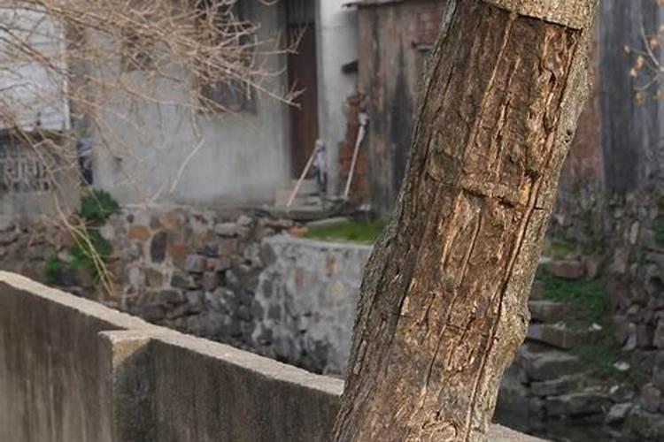 杜仲的繁殖栽培和冬季养护