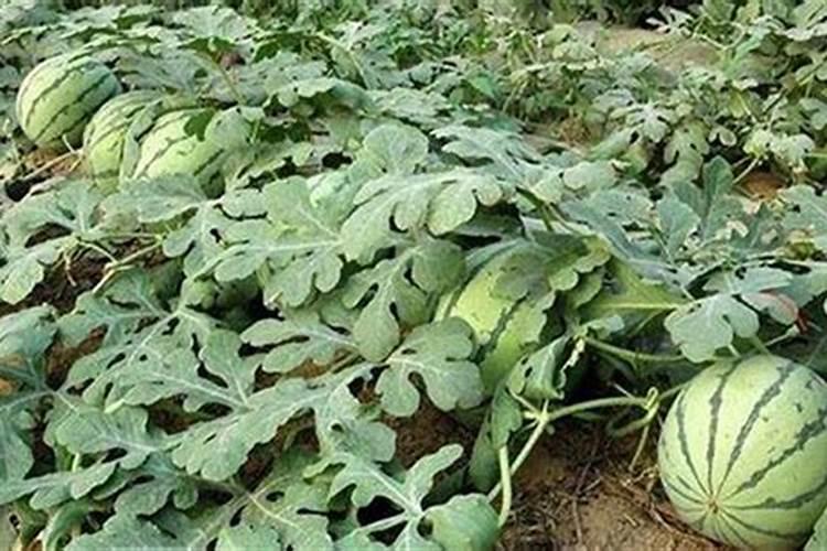 氯吡脲如何给西瓜授粉