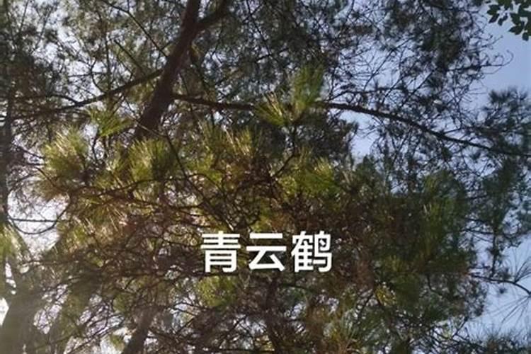 花盆上空经常有小飞虫,可以喷灭蚊剂吗？