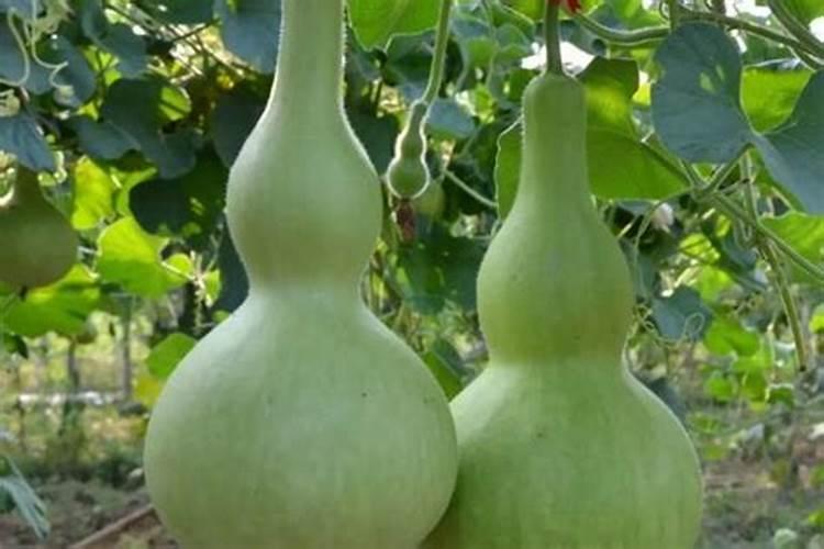 草莓开花结果期怎么施肥 肥料要怎么选择