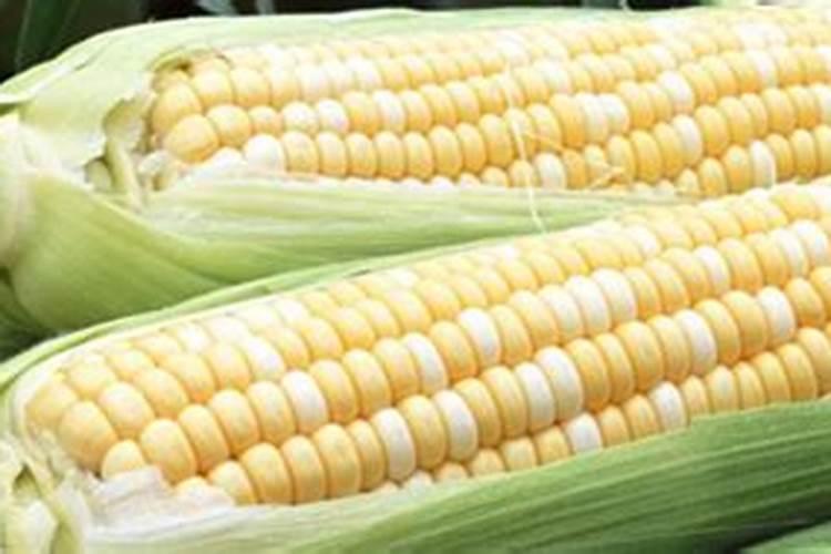 玉米什么时间施硼肥好