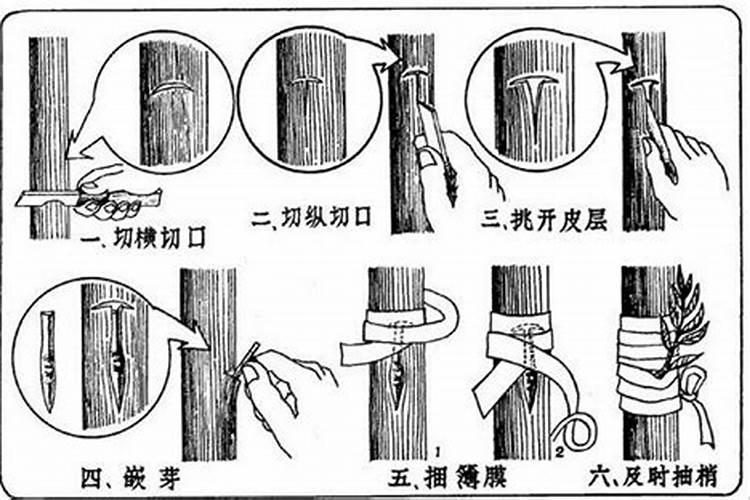 桃树芽接的最佳时期？