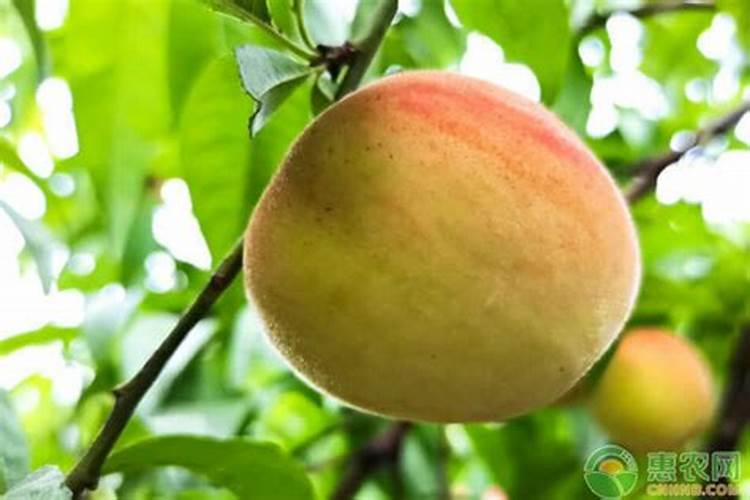 桃子坐果后怎么施肥