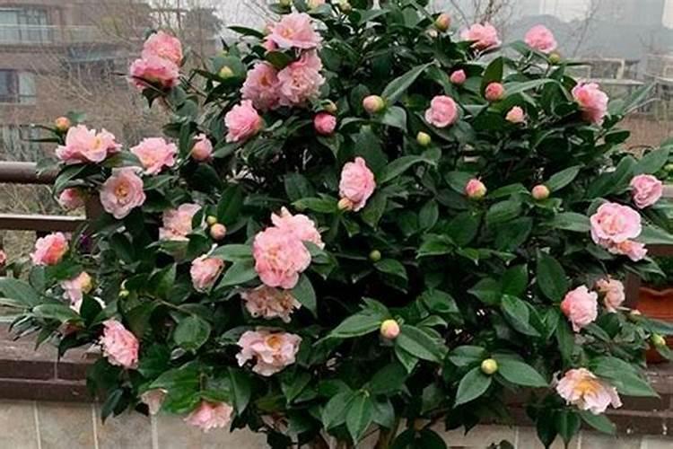 茶花如何施氮肥长得好