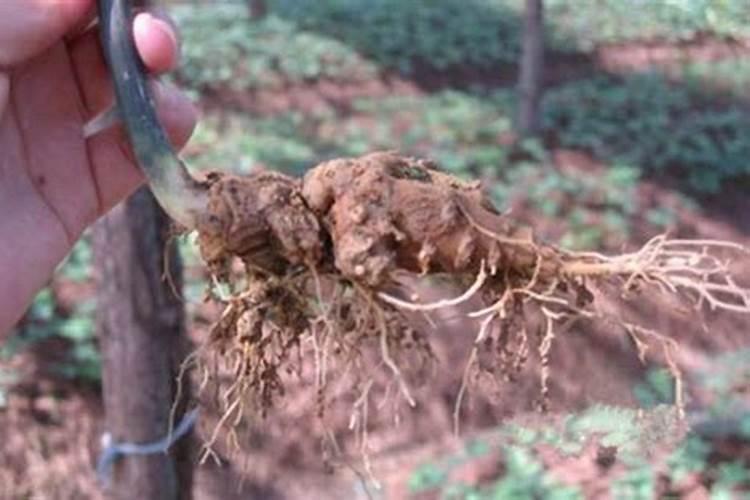种植蘑菇用什么肥料