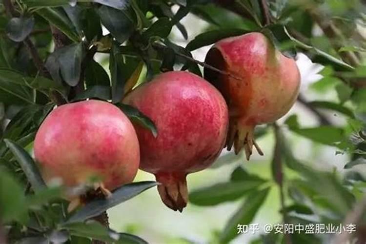 石榴施什么肥