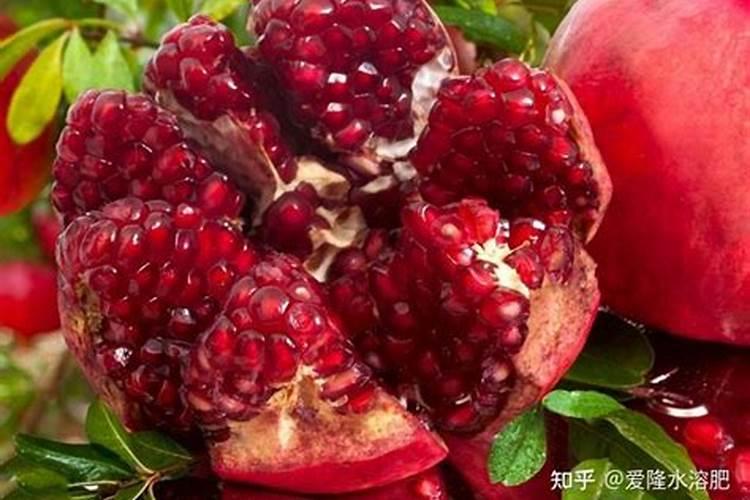 为什么自家种的石榴喜欢张口？