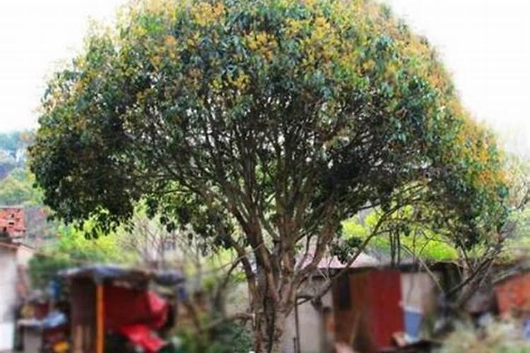 硫酸亚铁施用方法