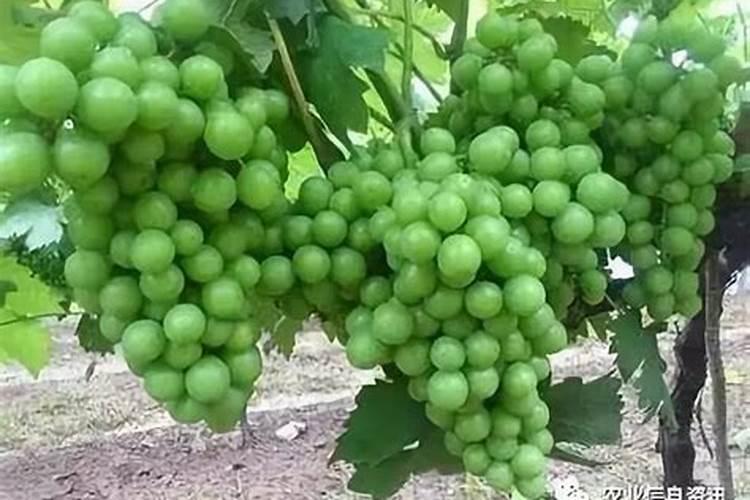 切开后的洋葱要怎样进行保存才好？