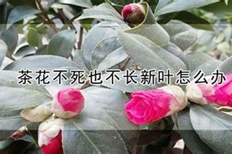 开春茶花用什么肥新芽蹭蹭长