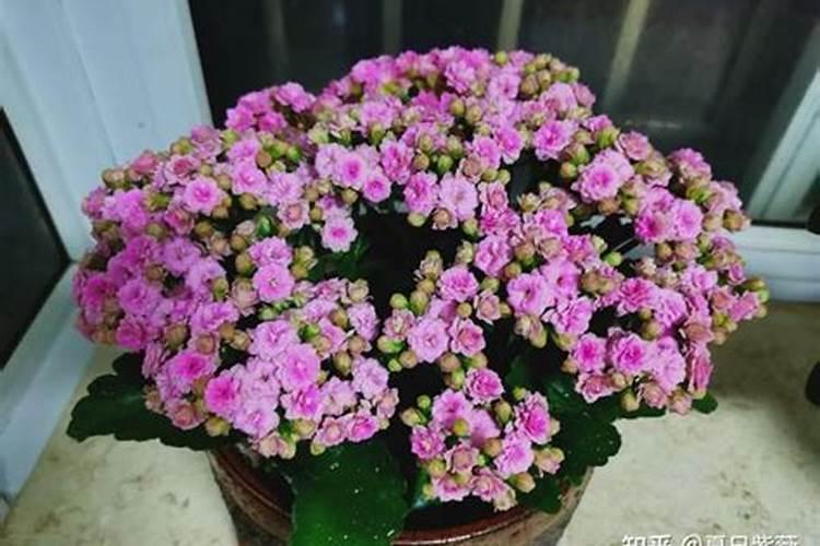 12月打花苞的长寿花怎么施肥