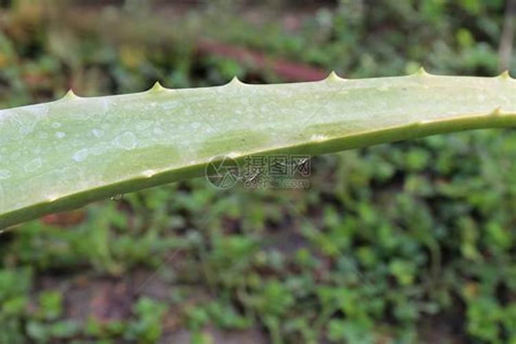 芦荟喜欢什么肥料