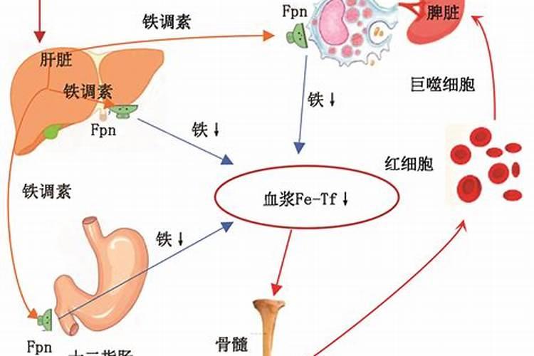 大量元素和微量元素有哪些 大量元素和微量元素有什么