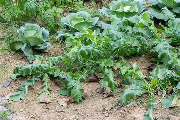 茶花用什么肥料好,茶花的四季施肥方法