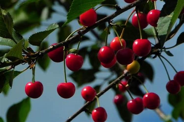 樱桃什么季节施肥最好