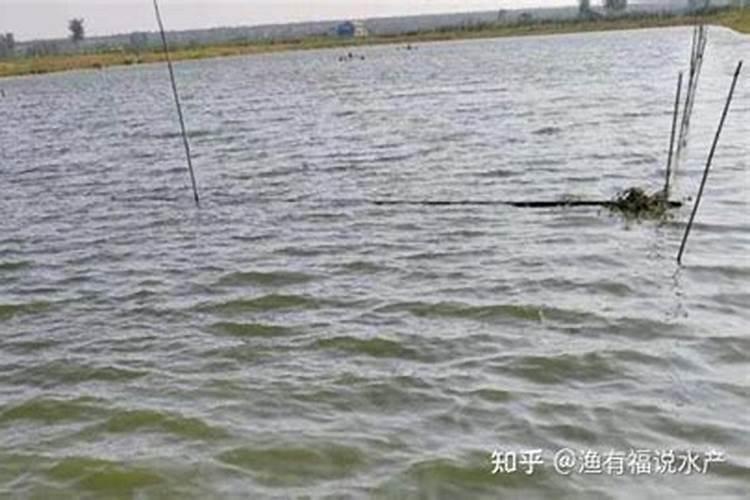 生石灰清塘后多长时间肥水